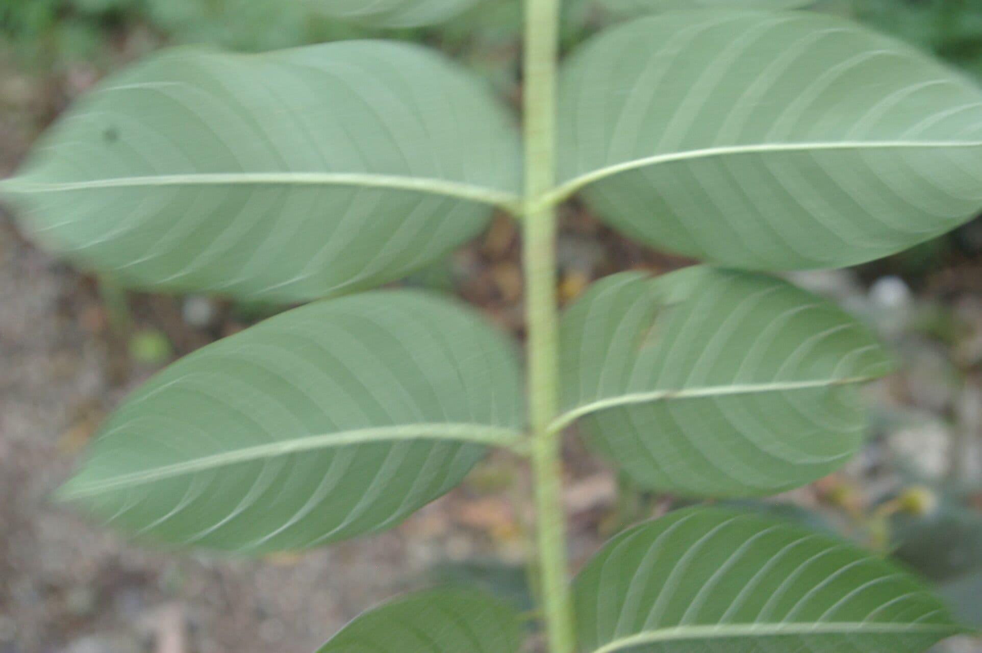 Trichilia americana 13