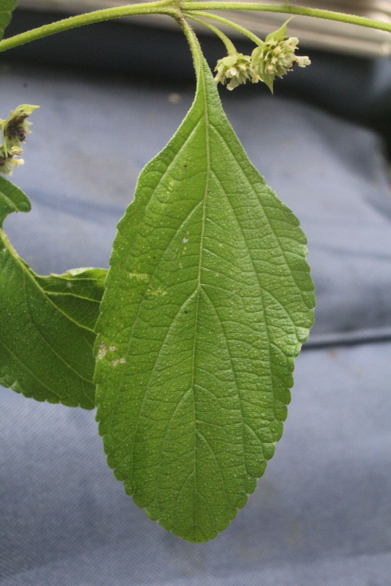 Lippia 18