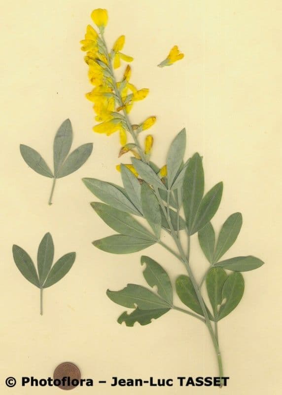 Genista z Madeiry 14