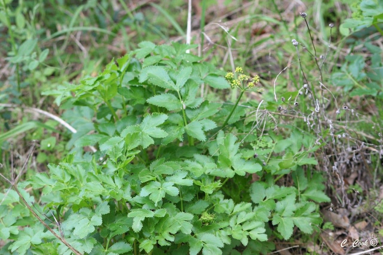 Dickblättrige Sanikel 9