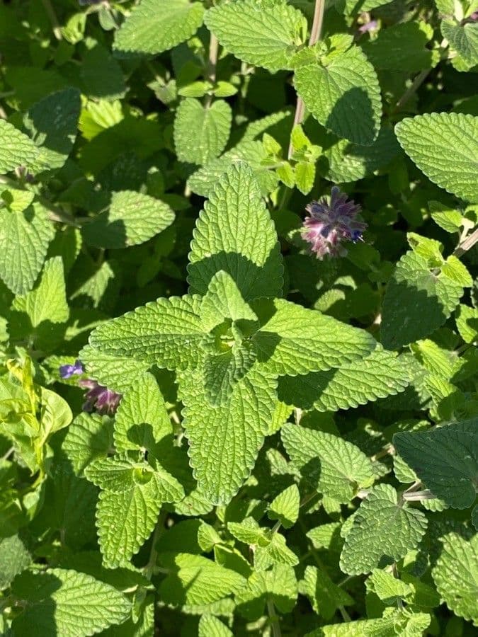 Salvia verticillata 16