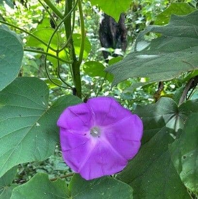 Ipomoea 2