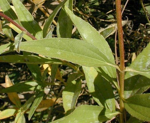 Girasole pauciflora 13