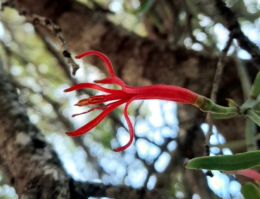 Ligaria 2