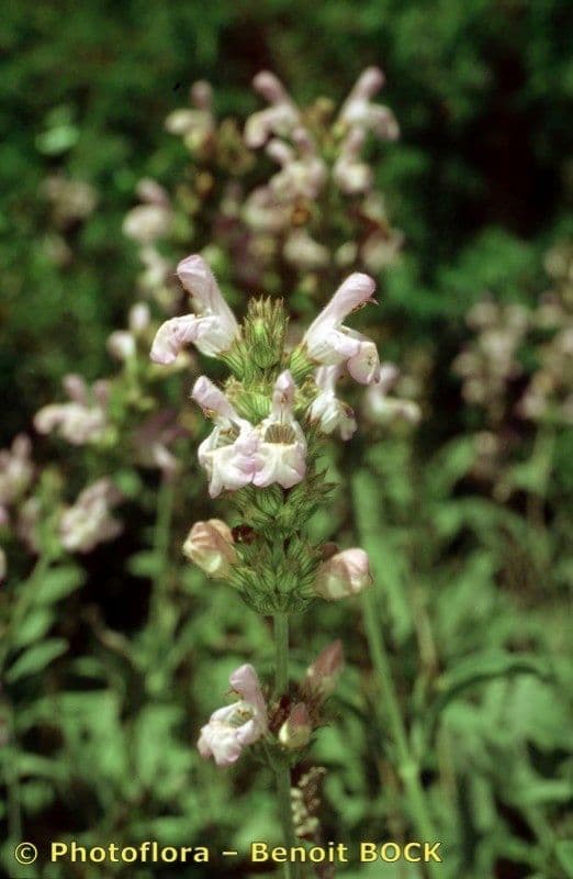 Salvia 6