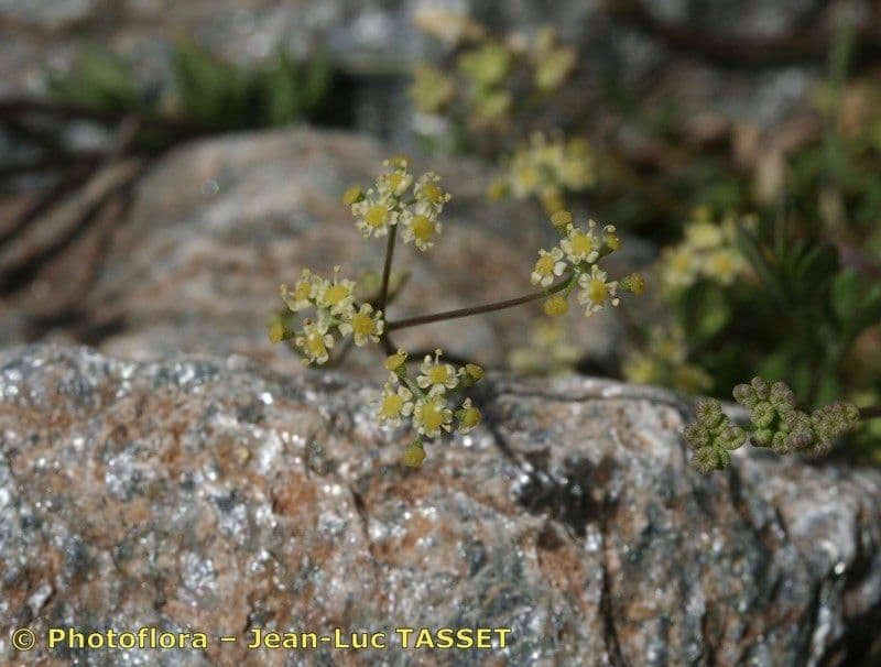 Pimpinella