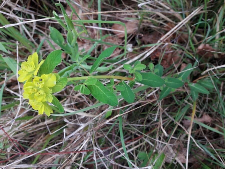 Euforbia bionda 13