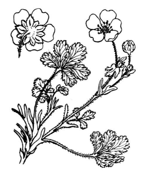 Potentilla 19
