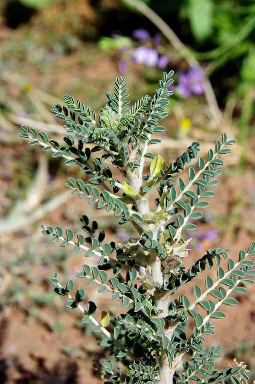 Astragalo 17