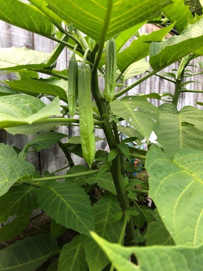 Datura 2