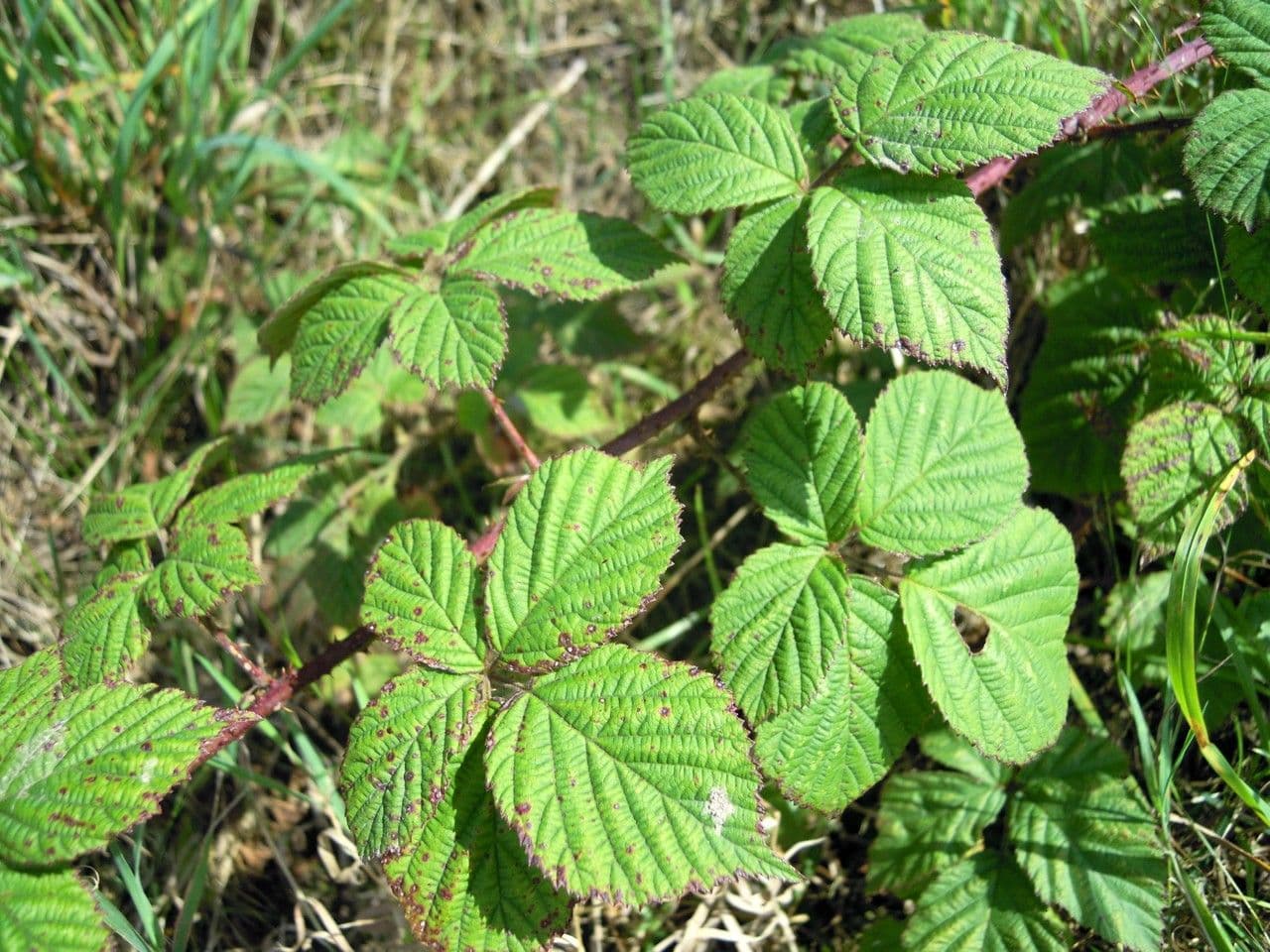 Rovo feroce 17
