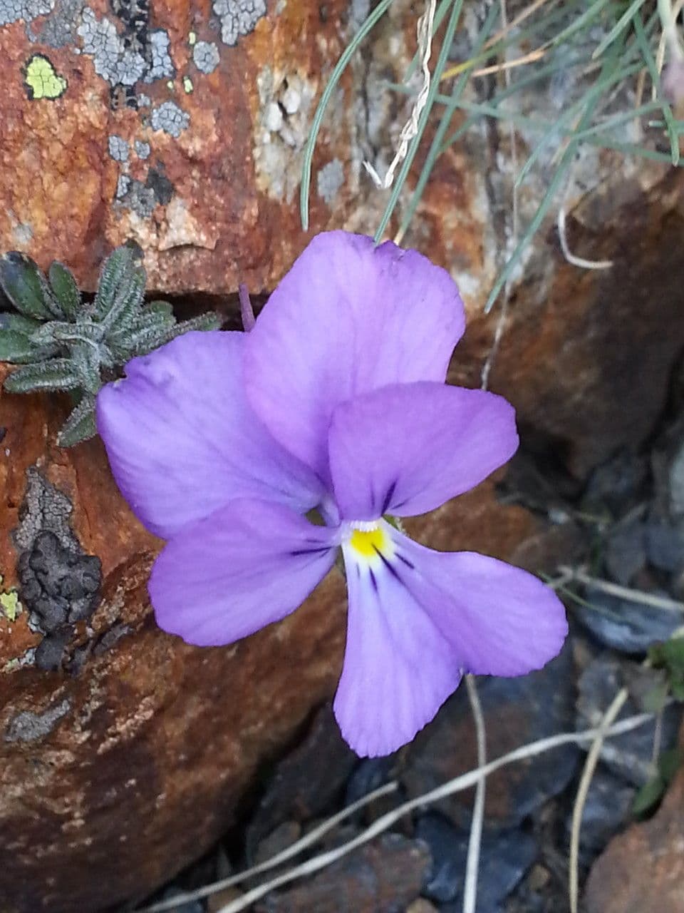 Viola 5