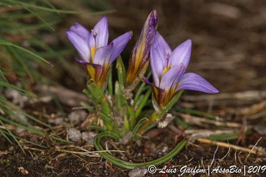 Romulea bulbocodium 14