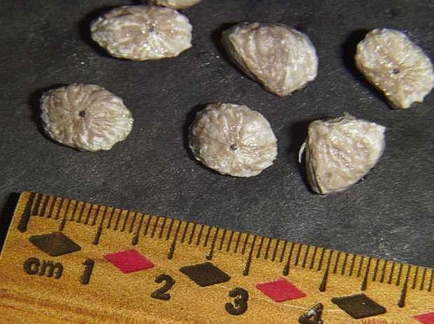 Herrania 19