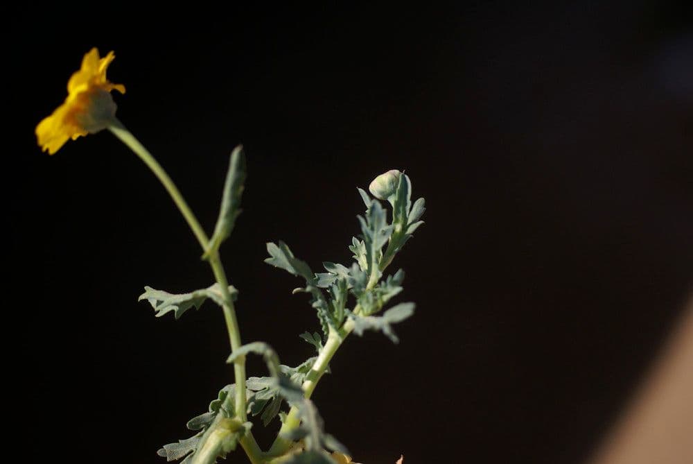 Saat-Wucherblume 28