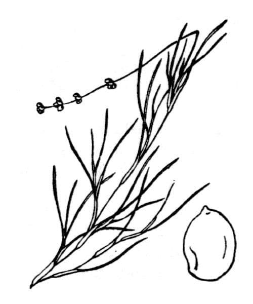 Brasca filiforme 4