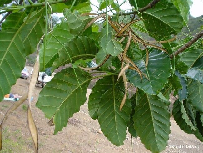Alstonia 5