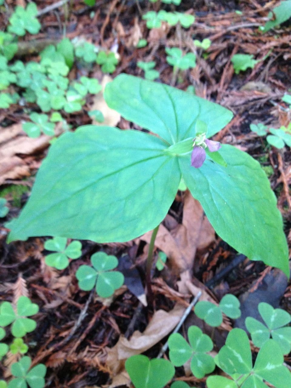 Trillium ovato 11
