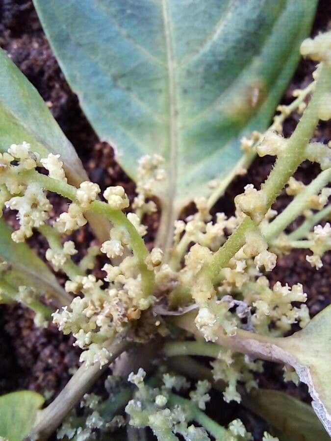 Tetrorchidium