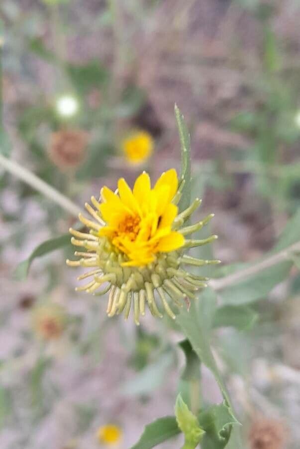 Grindelia 2