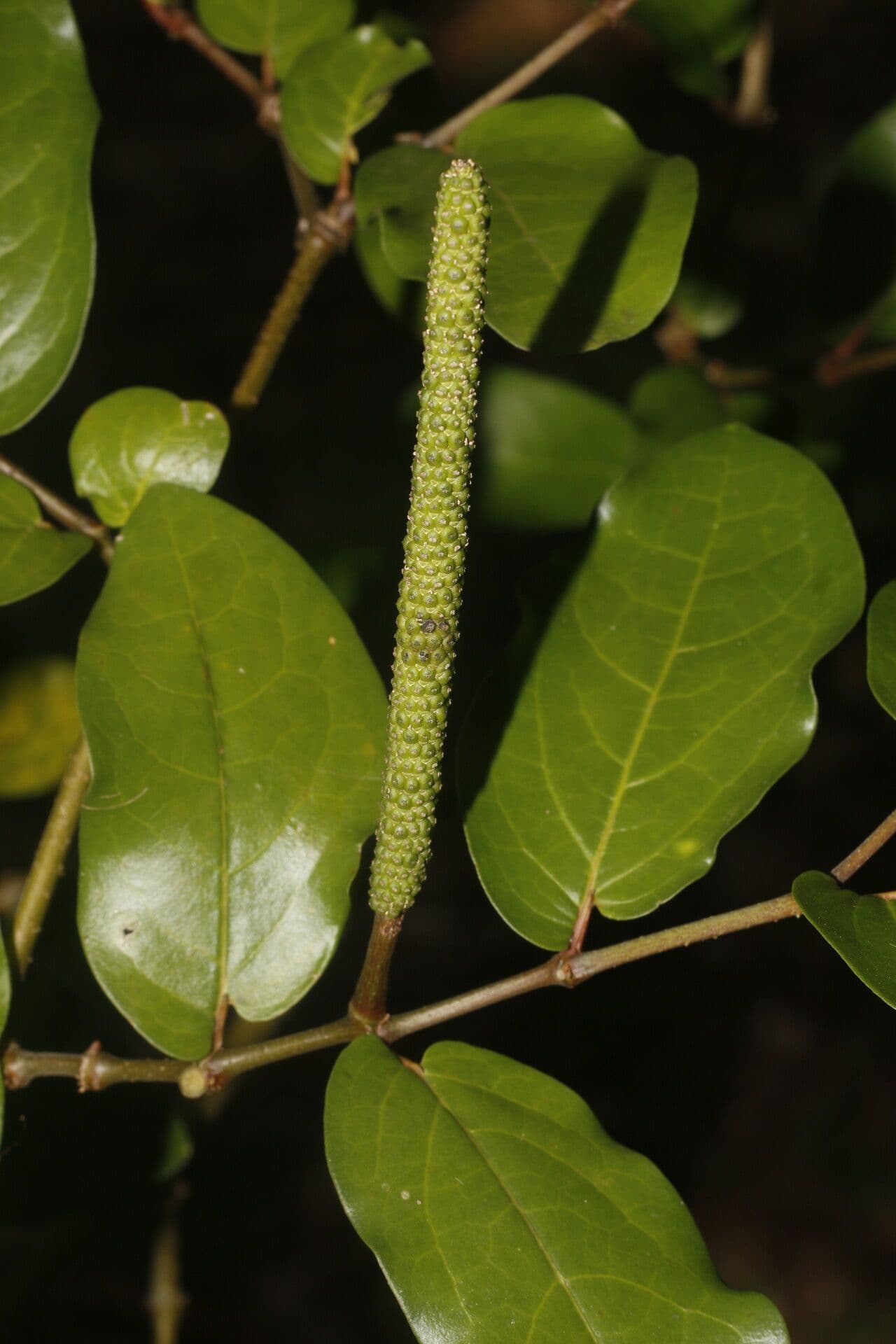 Pimienta tuberculada 2
