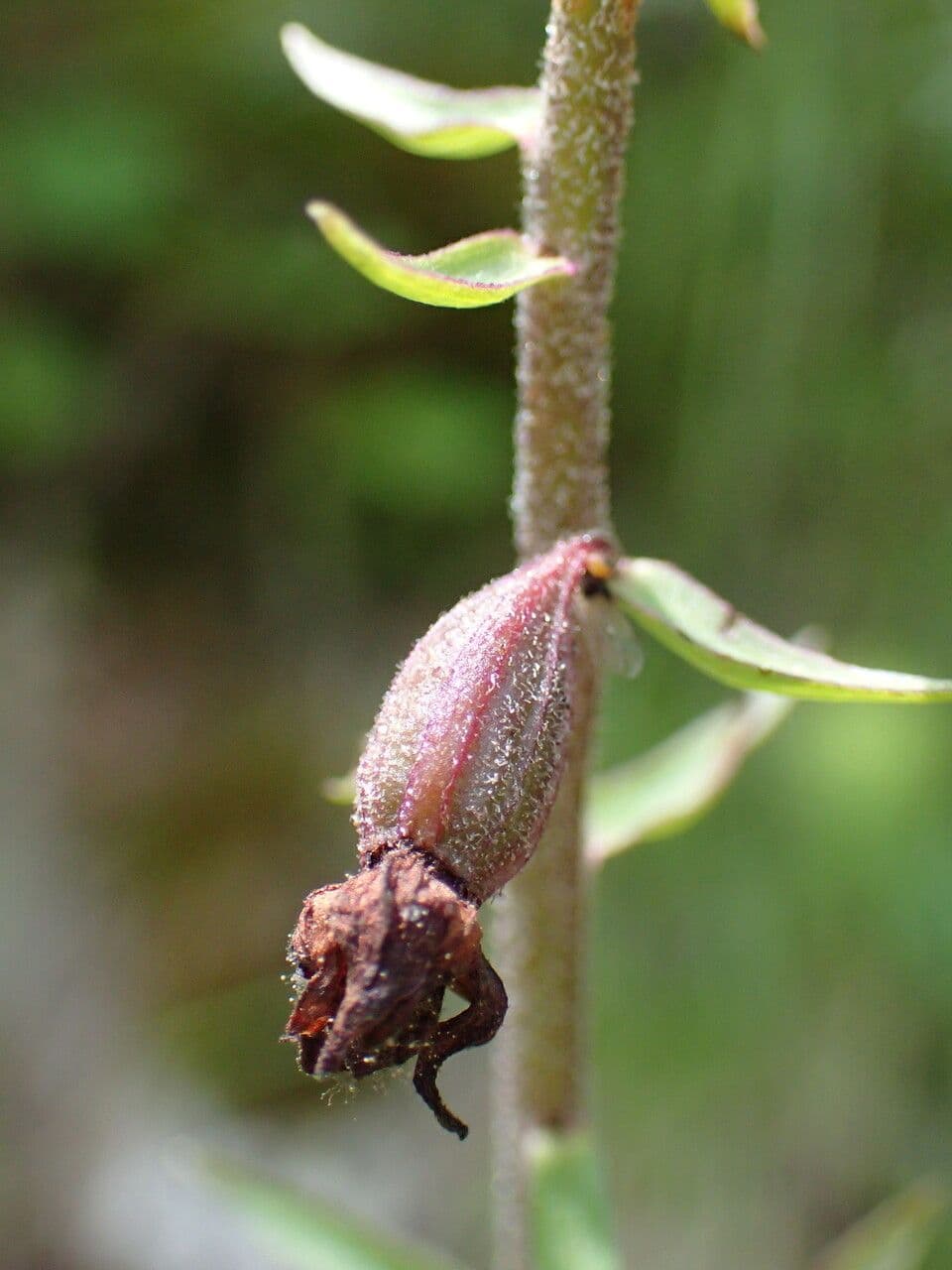 Elleborine violacea 2