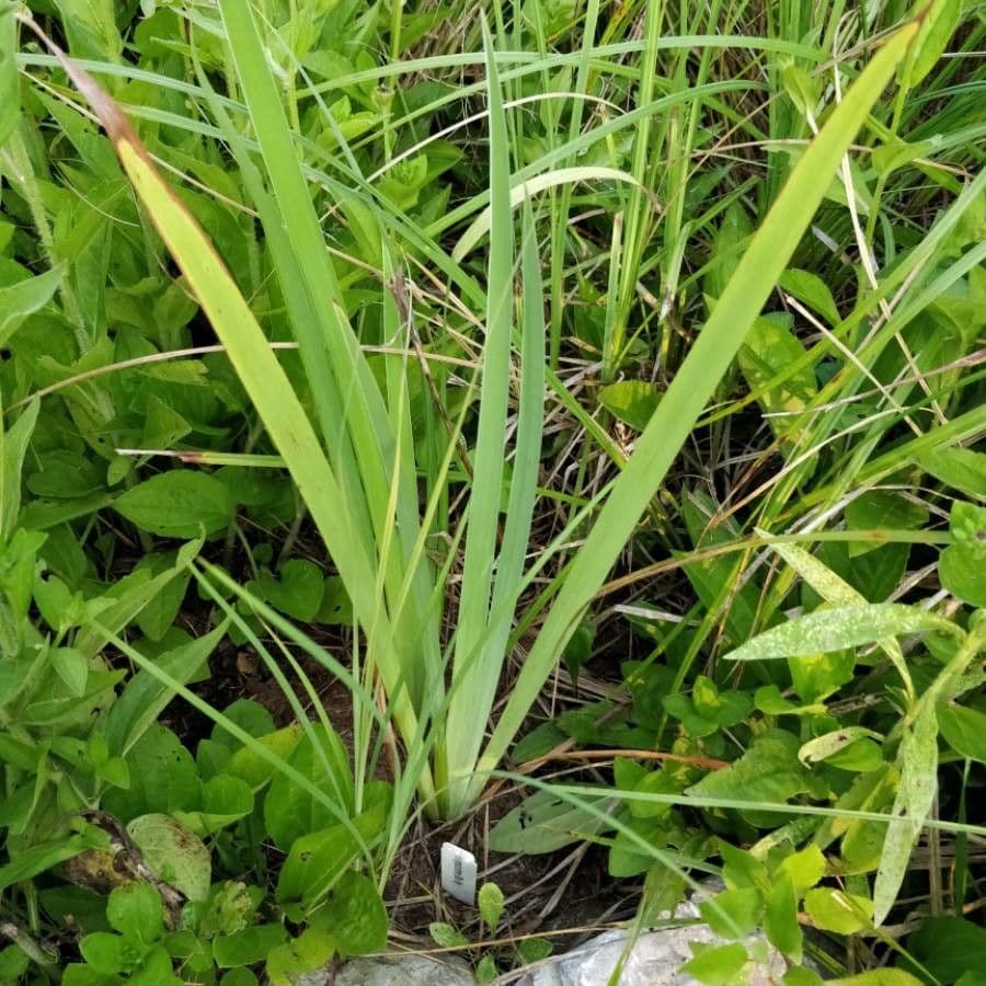 Iris 13