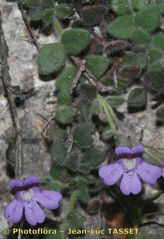 Chaenorhinum villosum 18