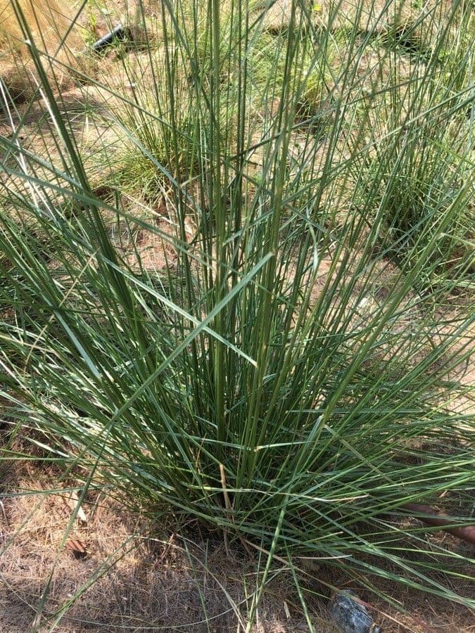 Muhlenbergia 10