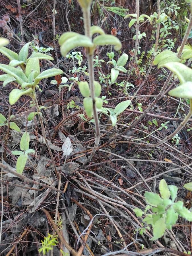 Salvia 21