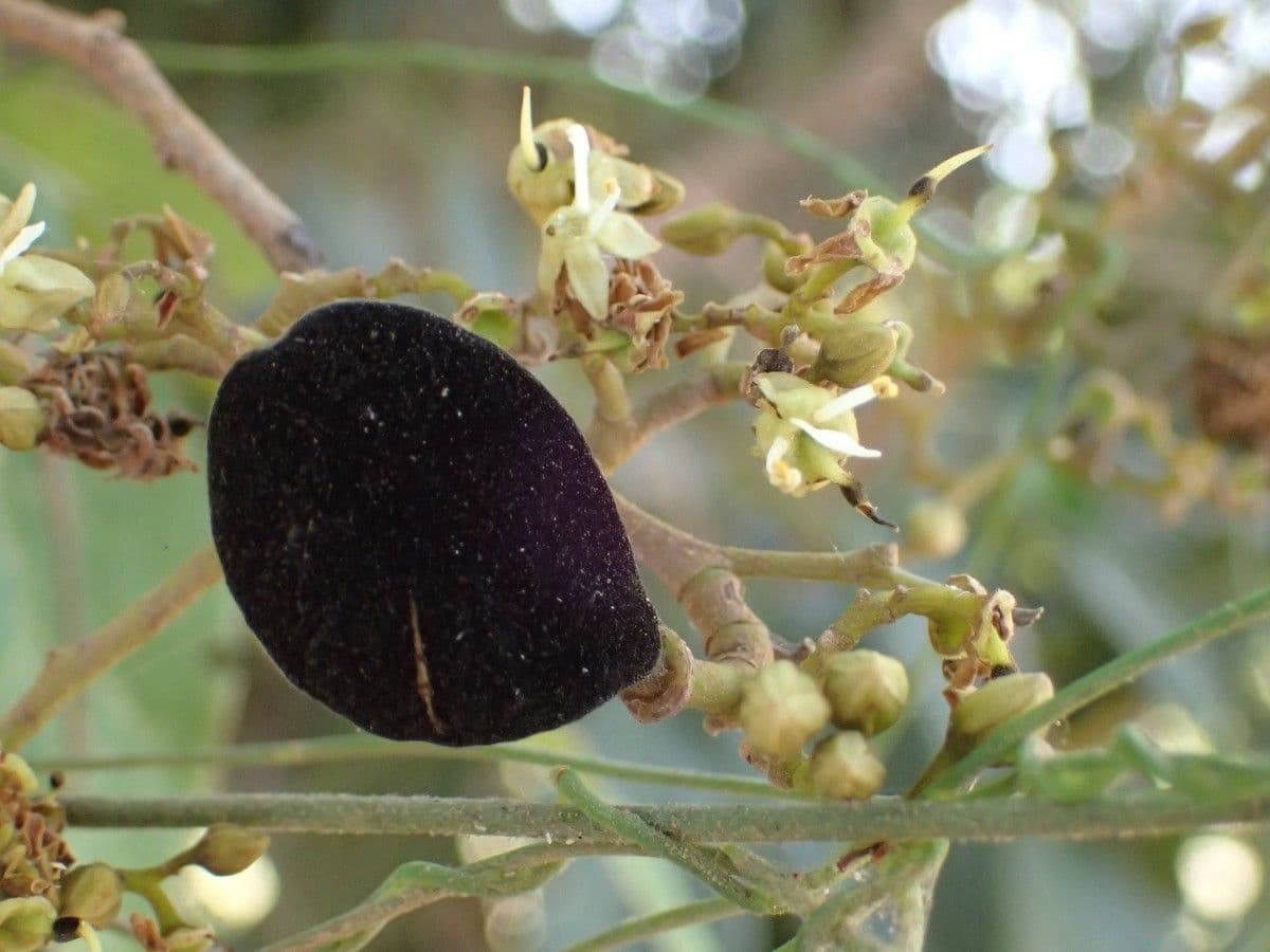 Dialium guineense 9