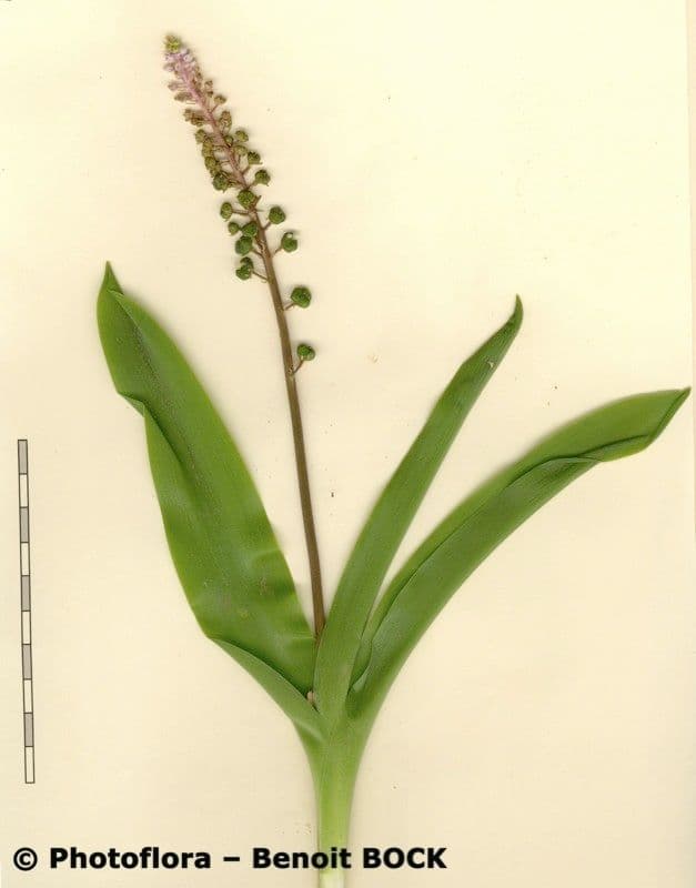 Scilla 24