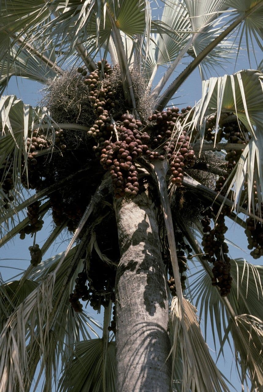 Makalani-Palme 2