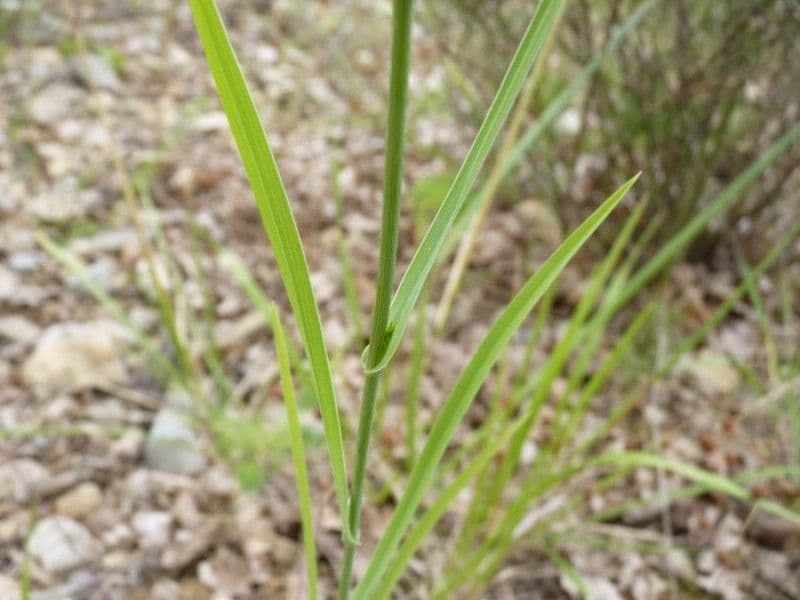 Bupleurum 19