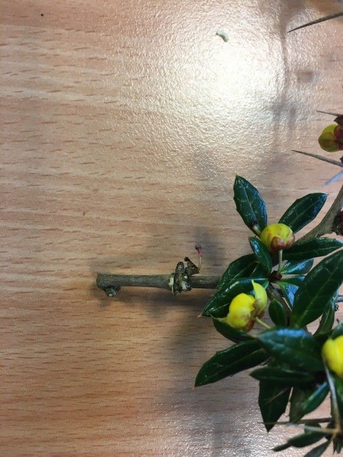 Berberis de Darwin 22