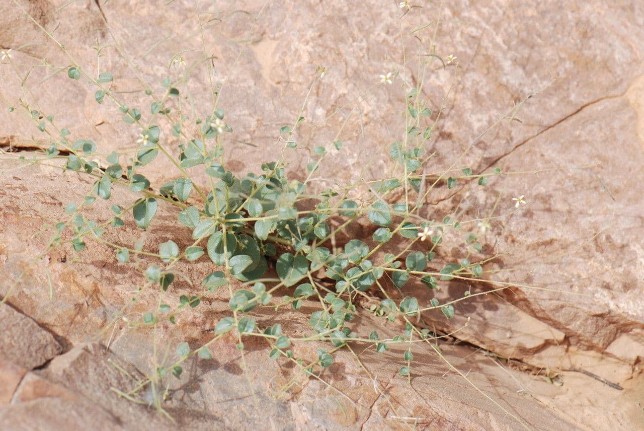 Cleome 5