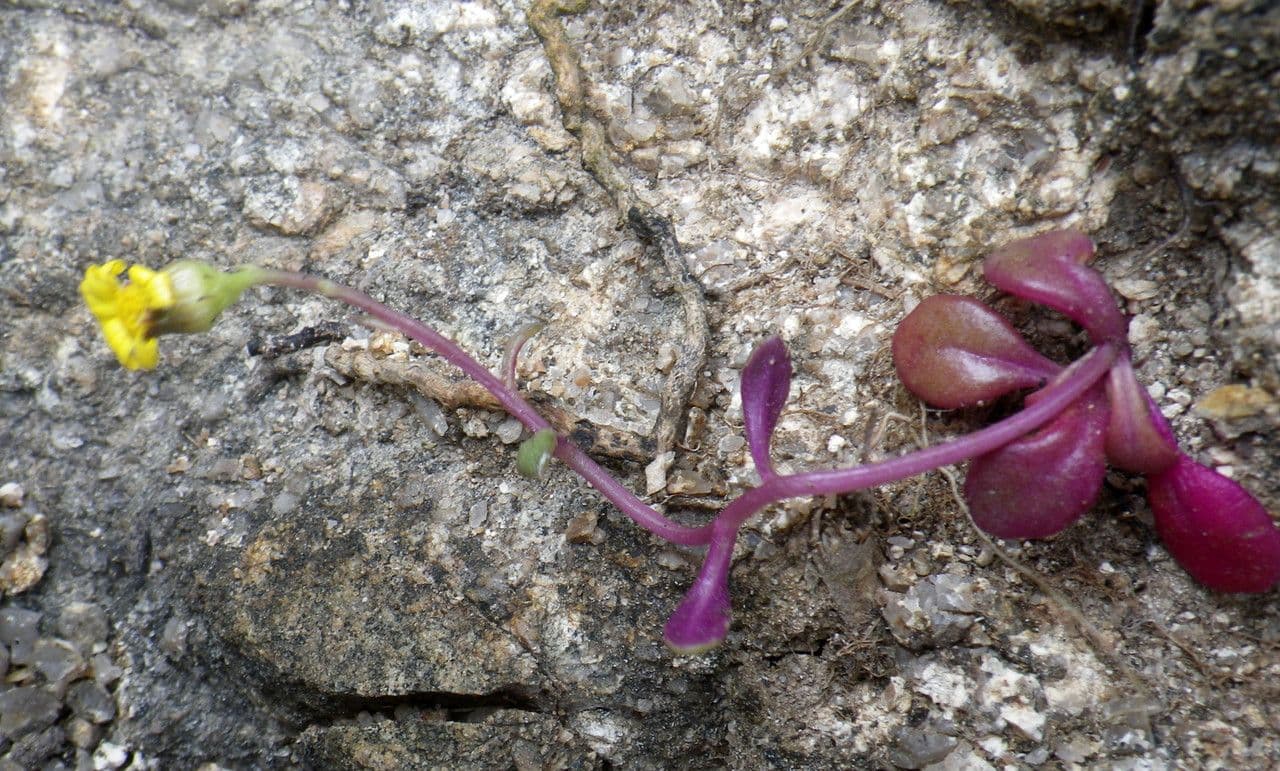 Senecio transitorio 8