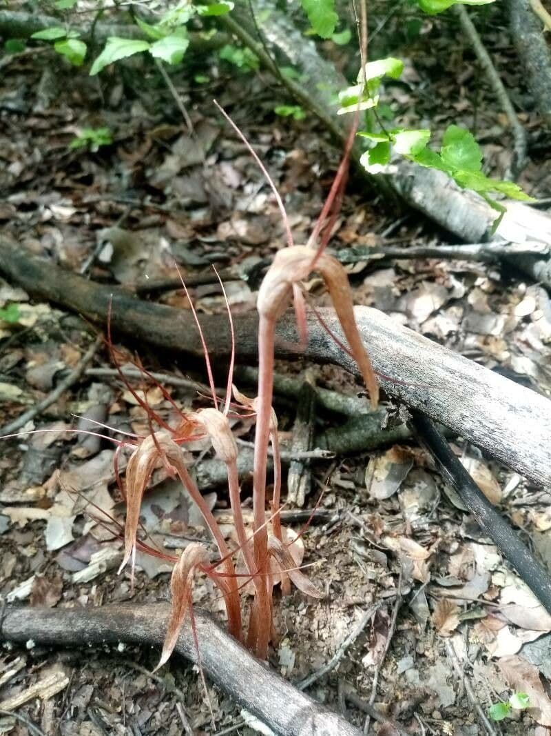 Arachnitis uniflora 5