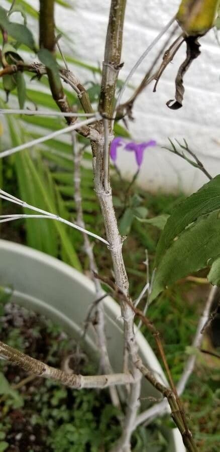 Ruellia simplex 22