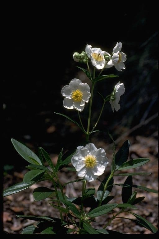 Baum-Anemone 10