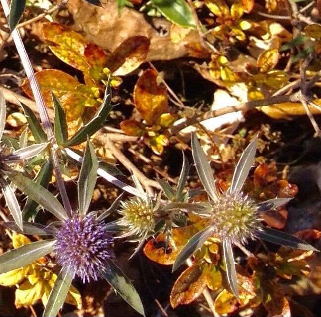 Panicaut champêtre 9