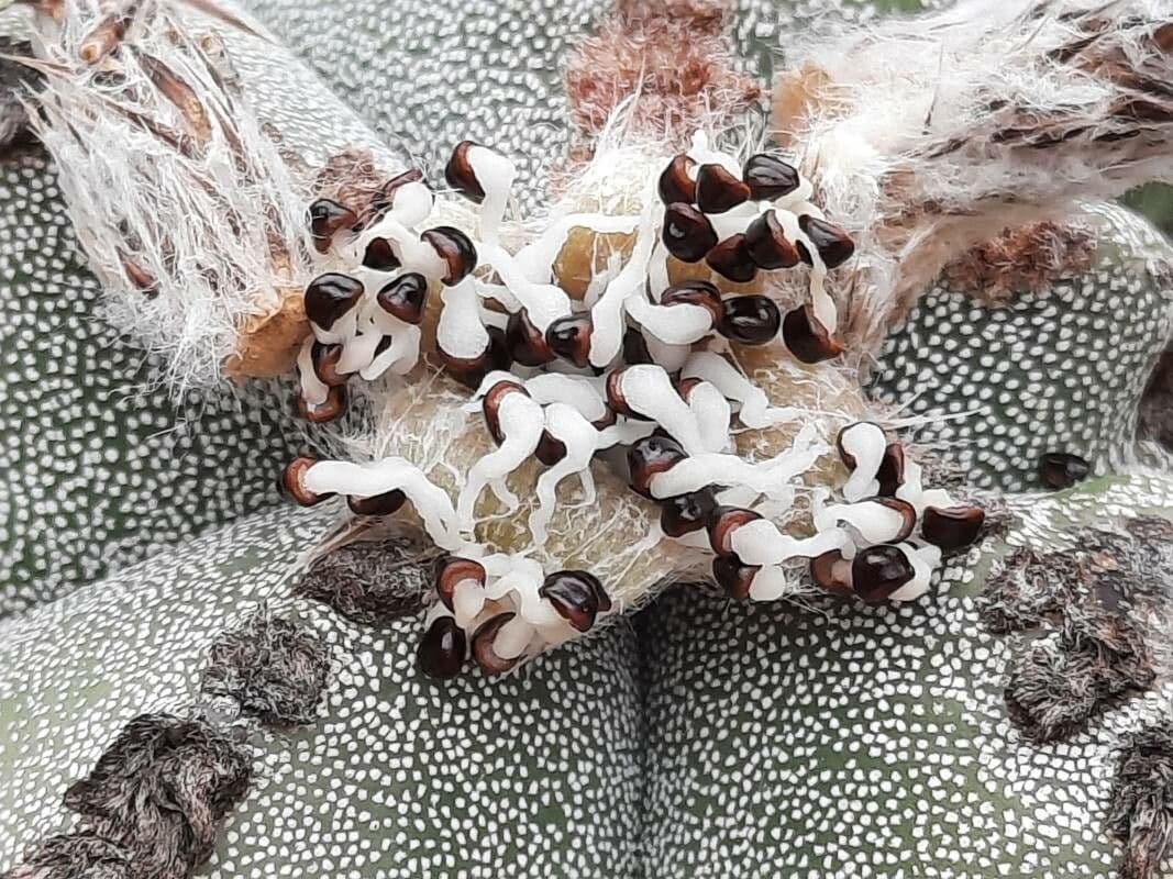 Astrophytum 2