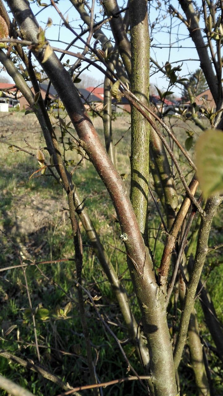 Cotonéaster 26