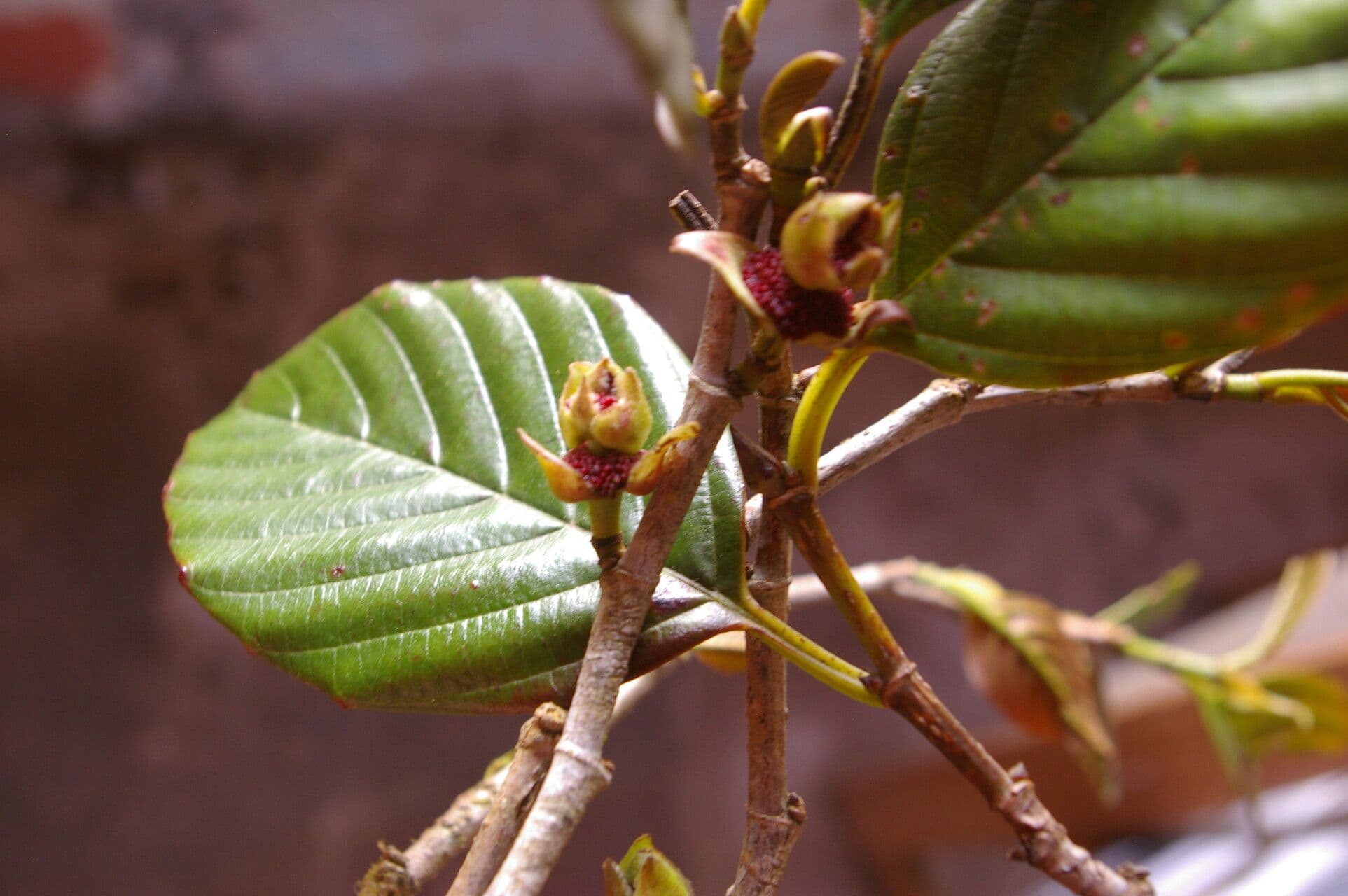 Ticodendron 7
