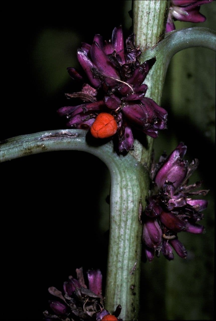 Amischotolype