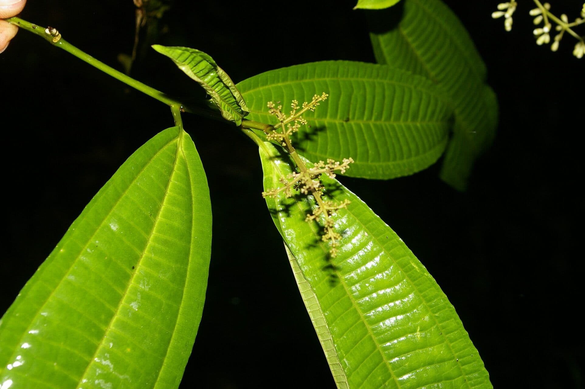 Miconia 6