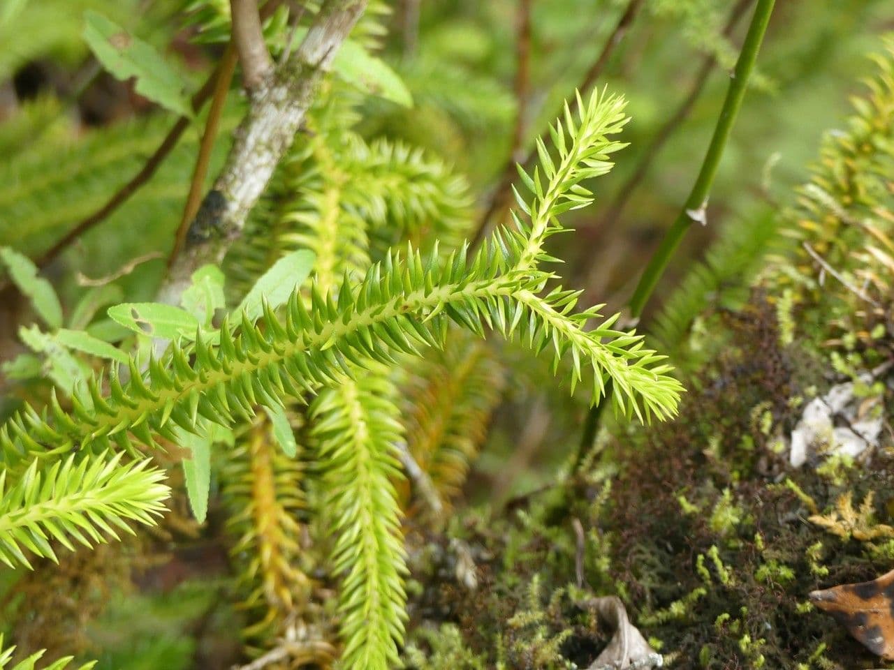 Huperzia squarrosa 10