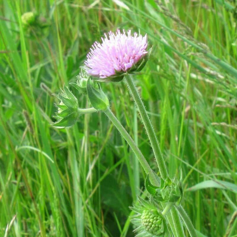Knautia 2