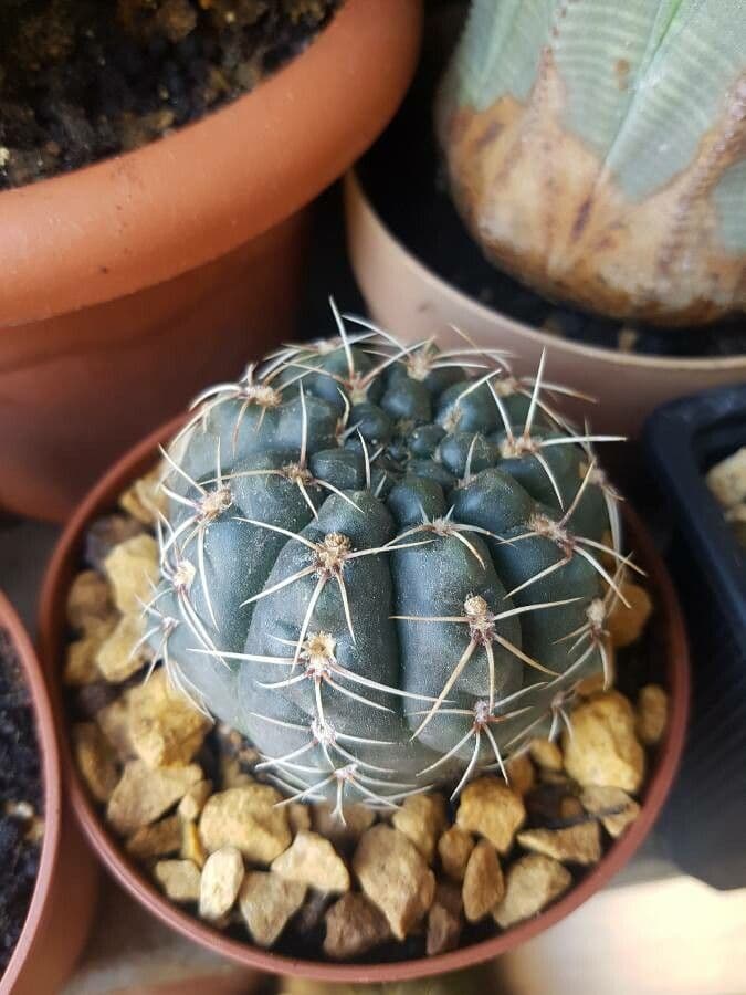 Cactus a palla 9
