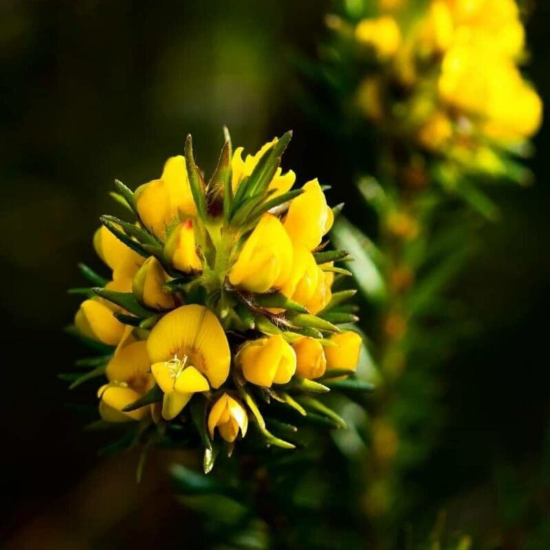 Phyllota phylicoides